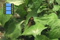 Scene 127_hssflight_Catonephele c. chromis on leaf with folded wings taking off